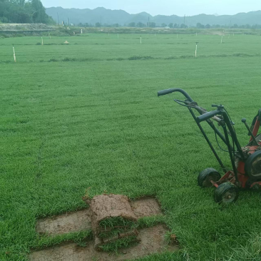 兰引三号草