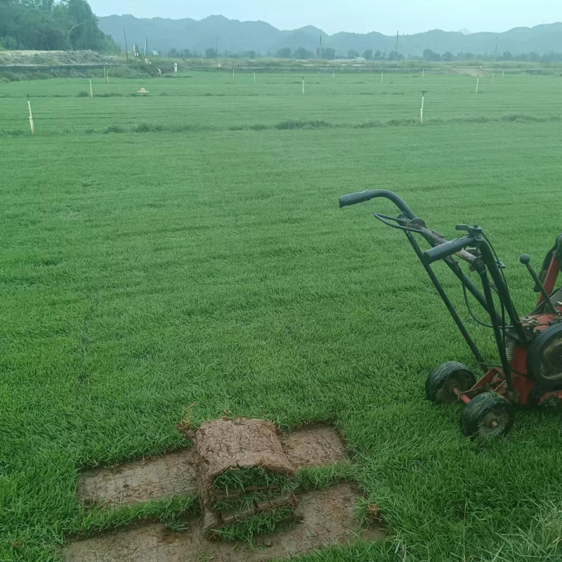兰引三号草