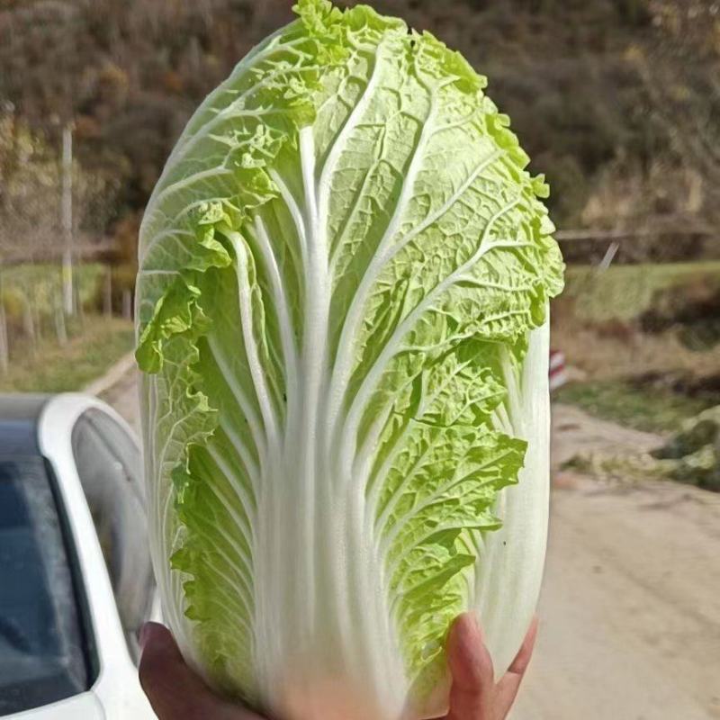 大棵大白菜大量上市品质保证一手货源量大从优