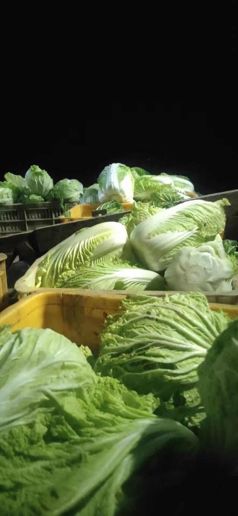 大棵大白菜大量上市品质保证一手货源量大从优