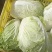 大棵大白菜大量上市品质保证一手货源量大从优