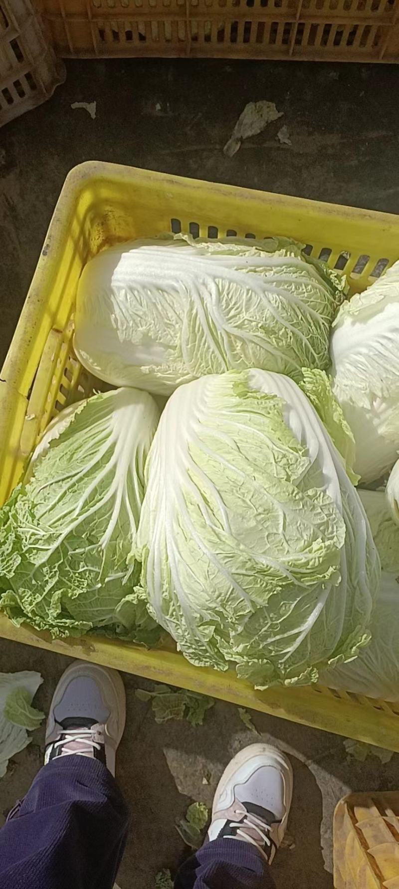 大棵大白菜大量上市品质保证一手货源量大从优