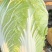 大棵大白菜大量上市品质保证一手货源量大从优
