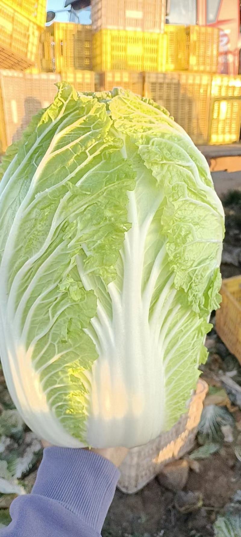 大棵大白菜大量上市品质保证一手货源量大从优