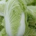 大棵大白菜大量上市品质保证一手货源量大从优