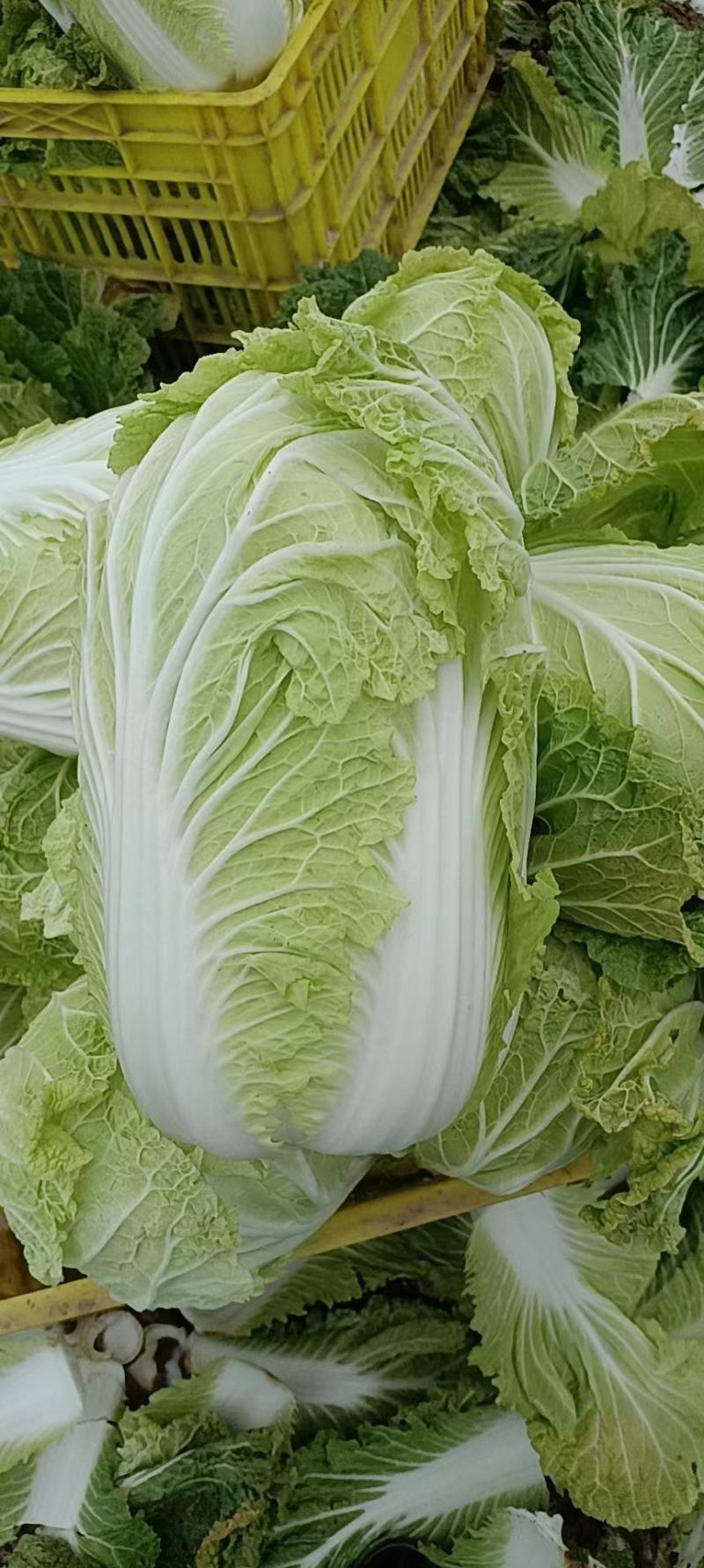 大棵大白菜大量上市品质保证一手货源量大从优