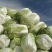 大棵大白菜大量上市品质保证一手货源量大从优