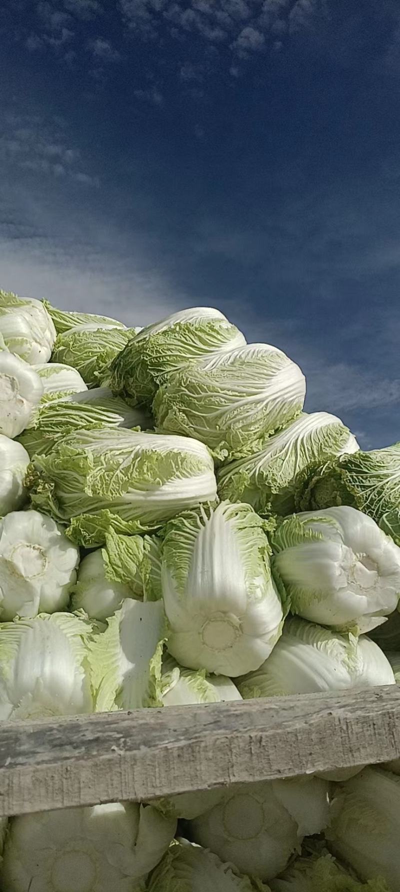大棵大白菜大量上市品质保证一手货源量大从优
