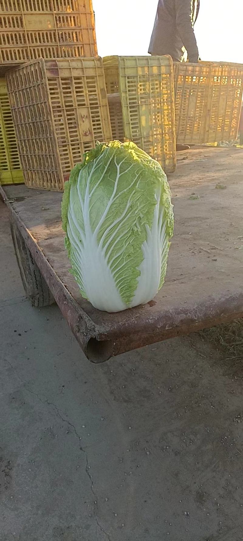 大棵大白菜大量上市品质保证一手货源量大从优