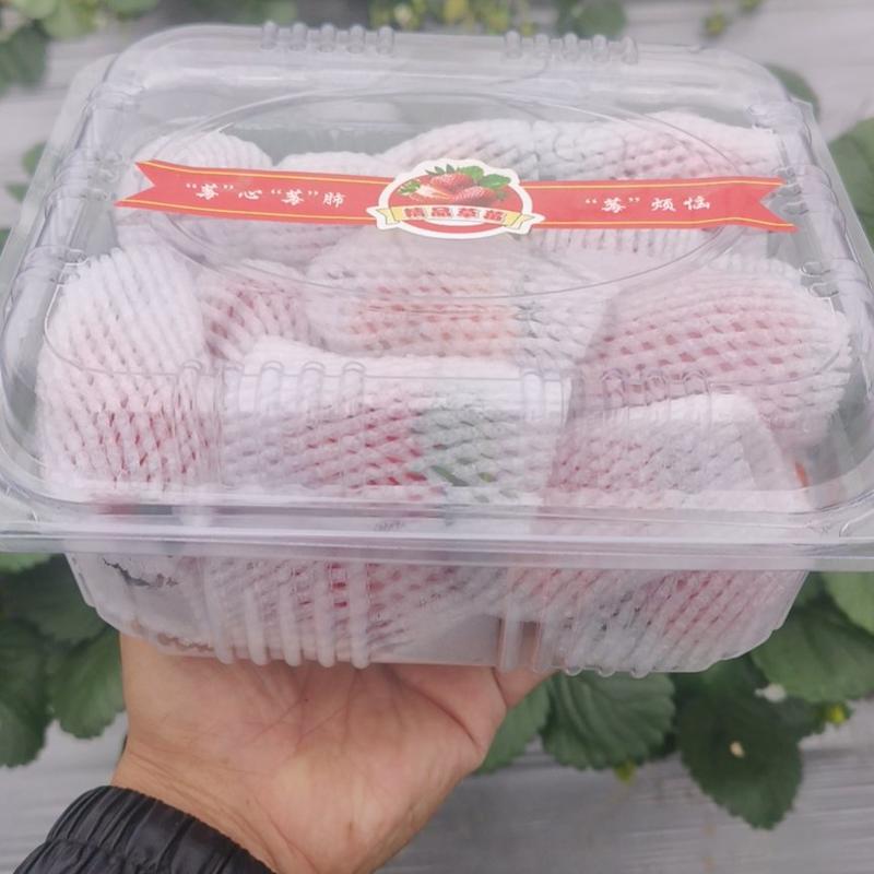 草莓，天仙醉草莓，大量供应中，品质保证欢迎来电