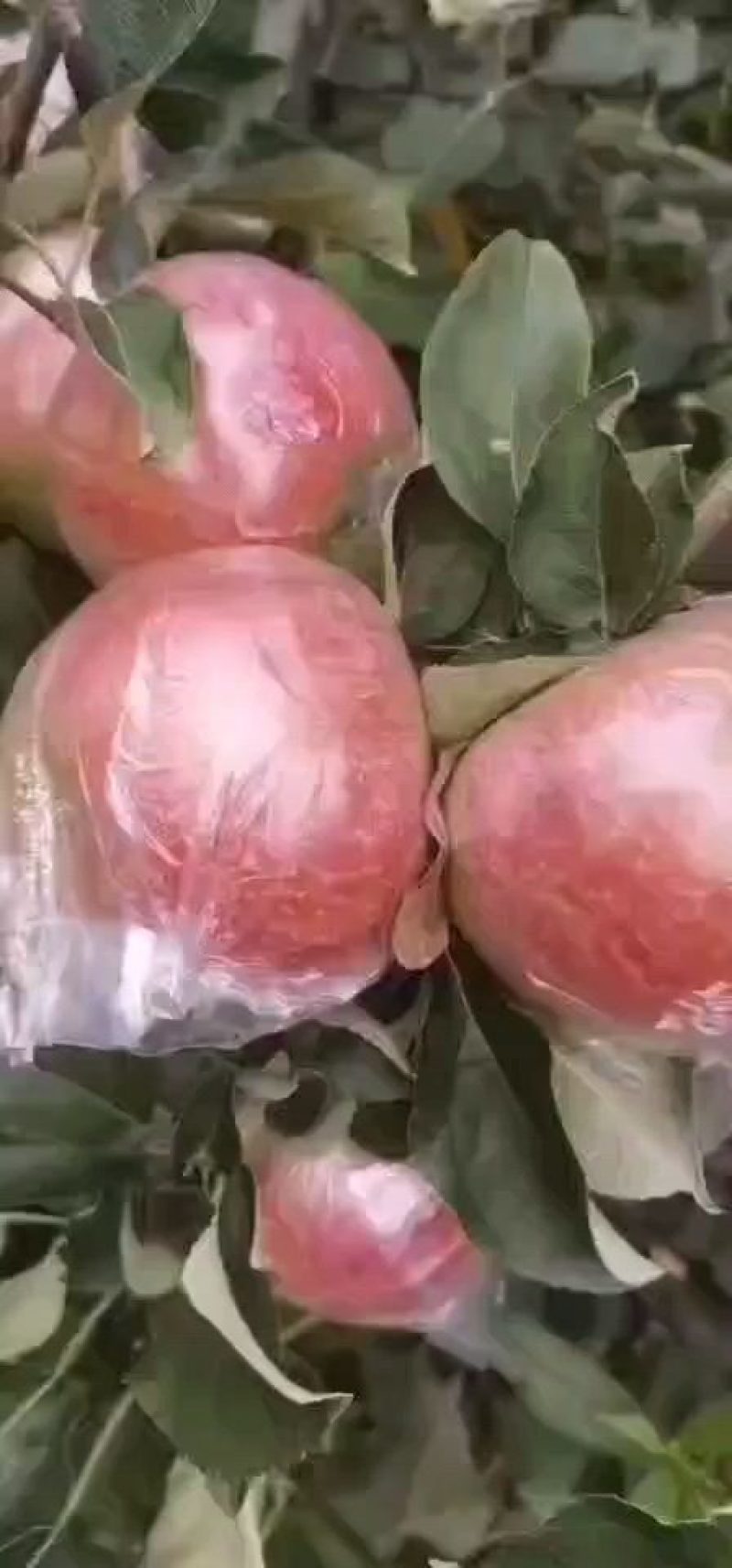 沂蒙山红富士苹果口感脆甜全国发货质量保证欢迎来电