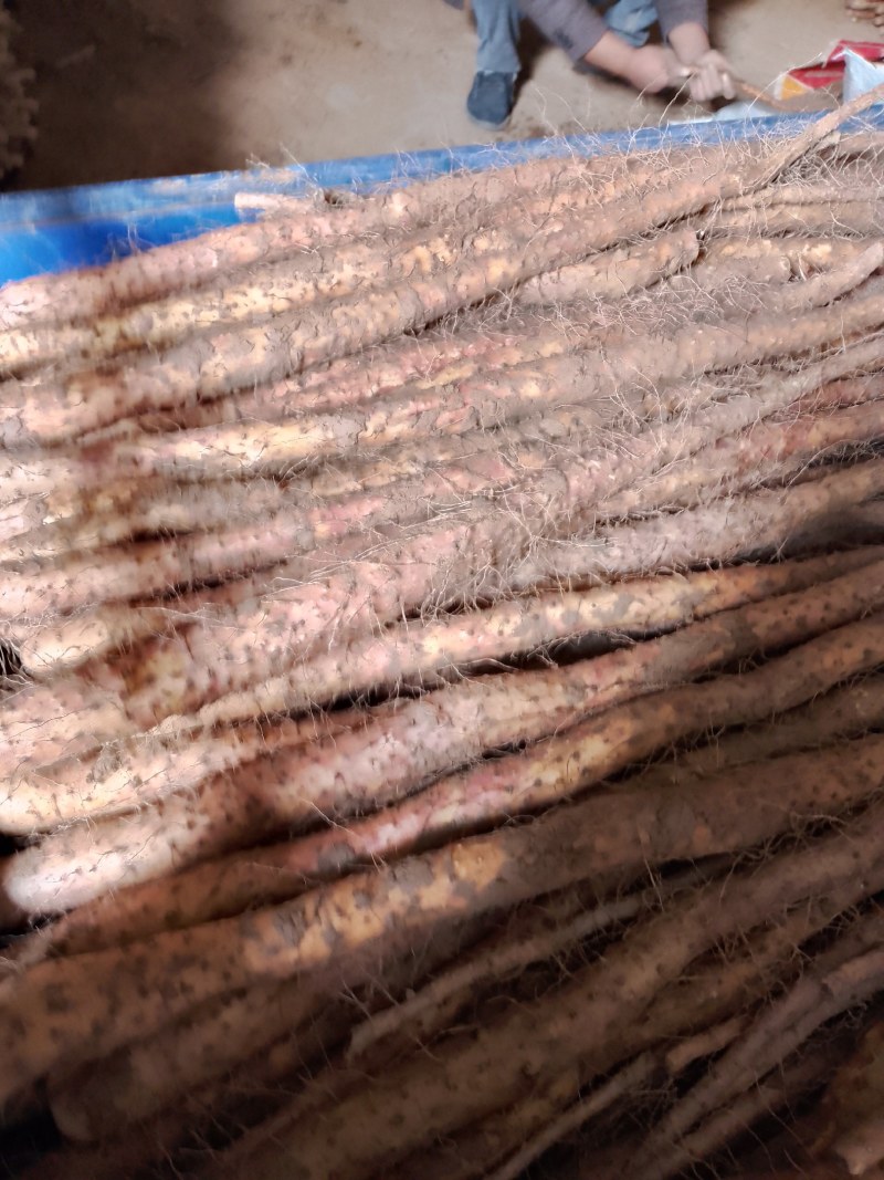河北山药，铁棍山药，水沟种植，产地直供货，规格齐全，保好