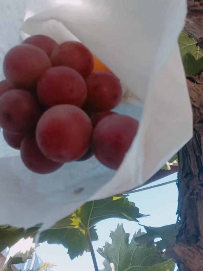 巨玫瑰葡萄苗，红色中熟自然大粒香甜，玫瑰香味儿浓脆甜多汁
