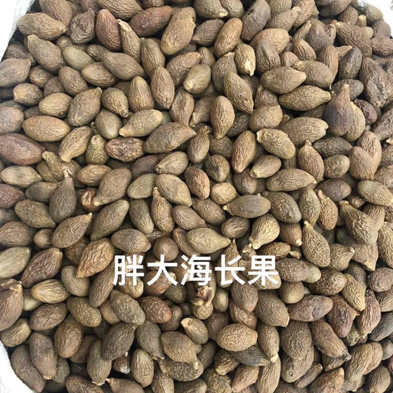 胖大海长果园果各种规格批发零售品质保证