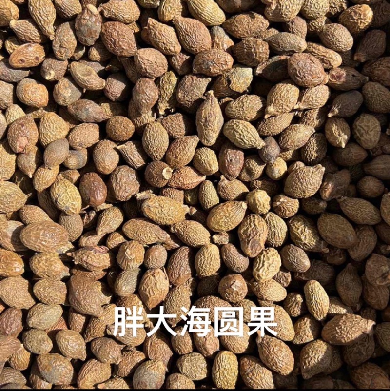 胖大海长果园果各种规格批发零售品质保证