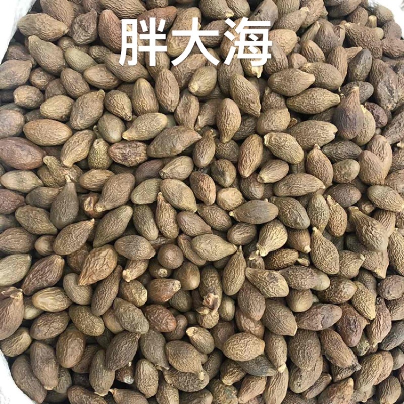 胖大海长果园果各种规格批发零售品质保证