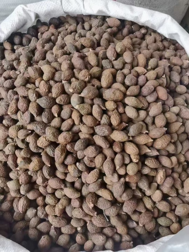 胖大海长果园果各种规格批发零售品质保证