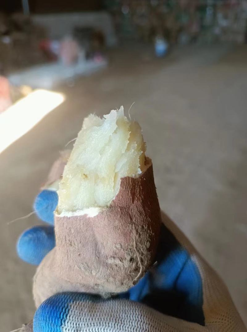 【推荐】白哈蜜薯，蜜薯，基地发货，量大从优，一手货源