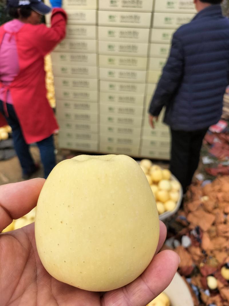 山东烟台维纳斯黄金大量供应口感脆甜糖度高对接电商全国客商