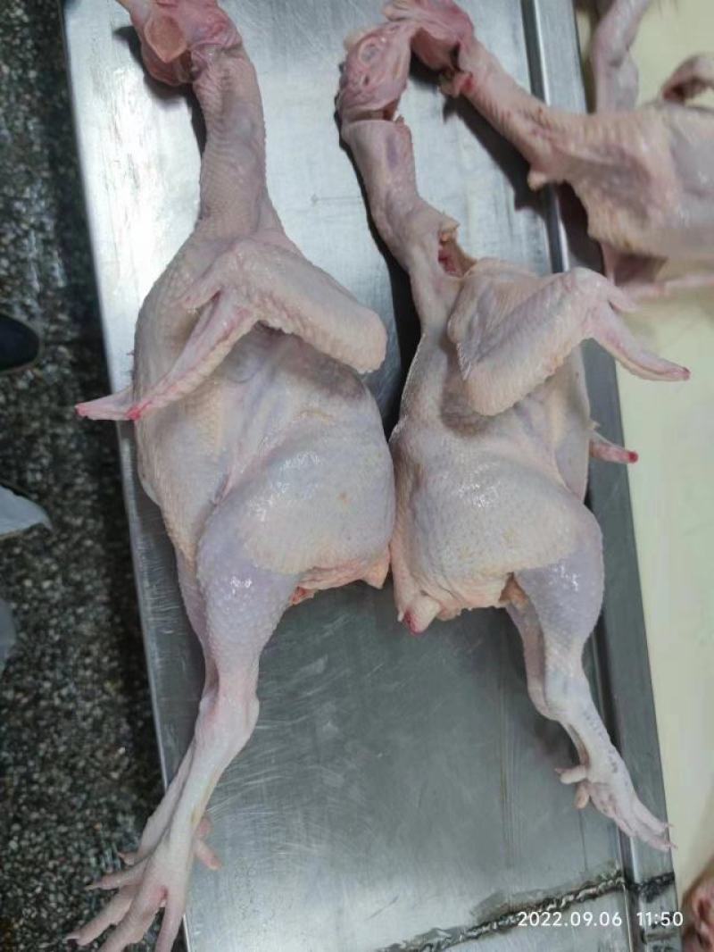 三黄鸡白皮白条鸡鲜鸡源头批发商以当天报价为准