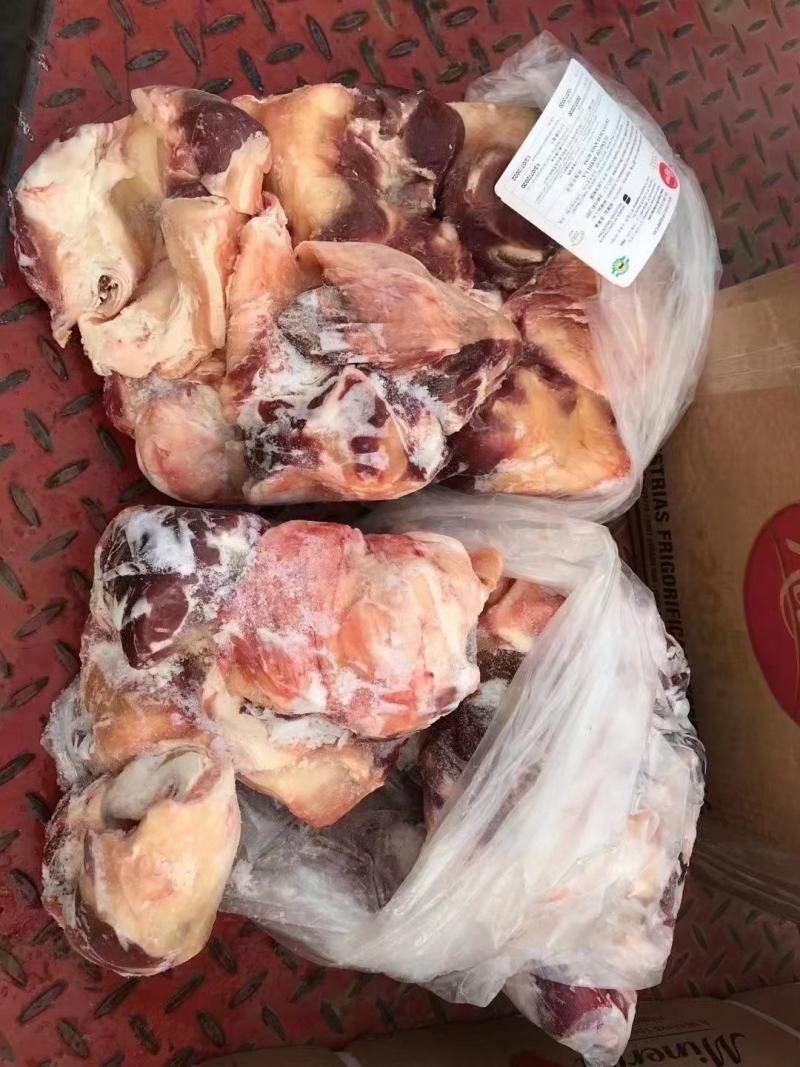 现货牛窝骨，单个在一斤左右一手货源质量保证