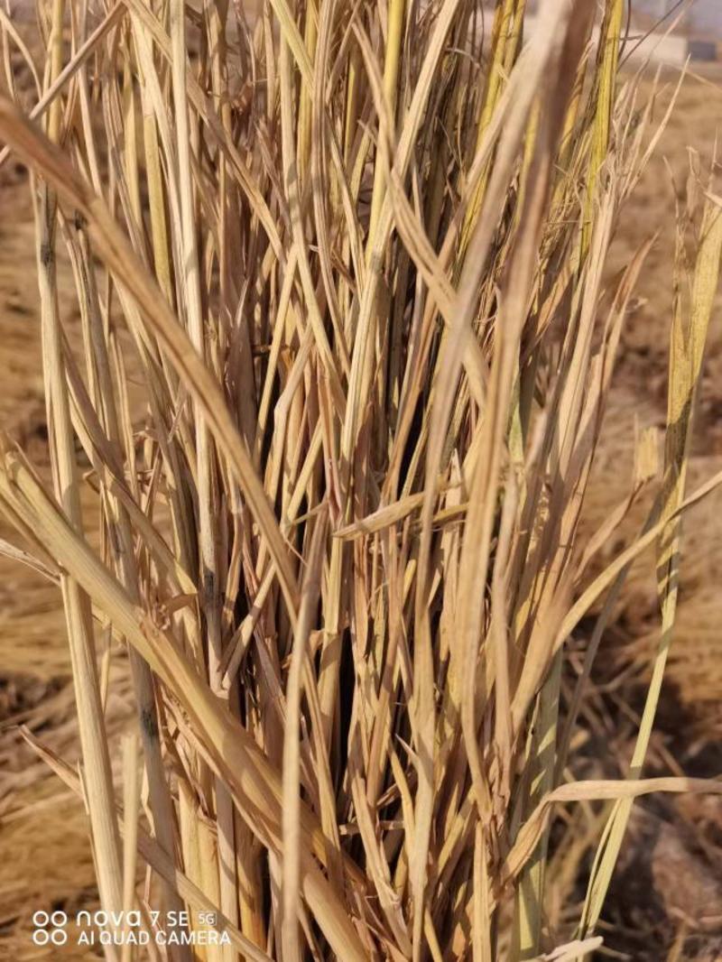 稻草，治沙草，节段草，草厂一手货源，扎断大方包小方包
