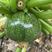 绿元宝5号小瓜种子新育成南美南瓜种子无蔓西葫芦种子早熟