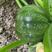 绿元宝5号小瓜种子新育成南美南瓜种子无蔓西葫芦种子早熟