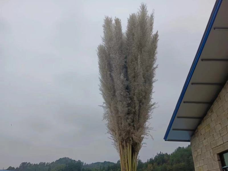 芦苇干花大量供应，货源充足产地直发诚信经营欢迎选购