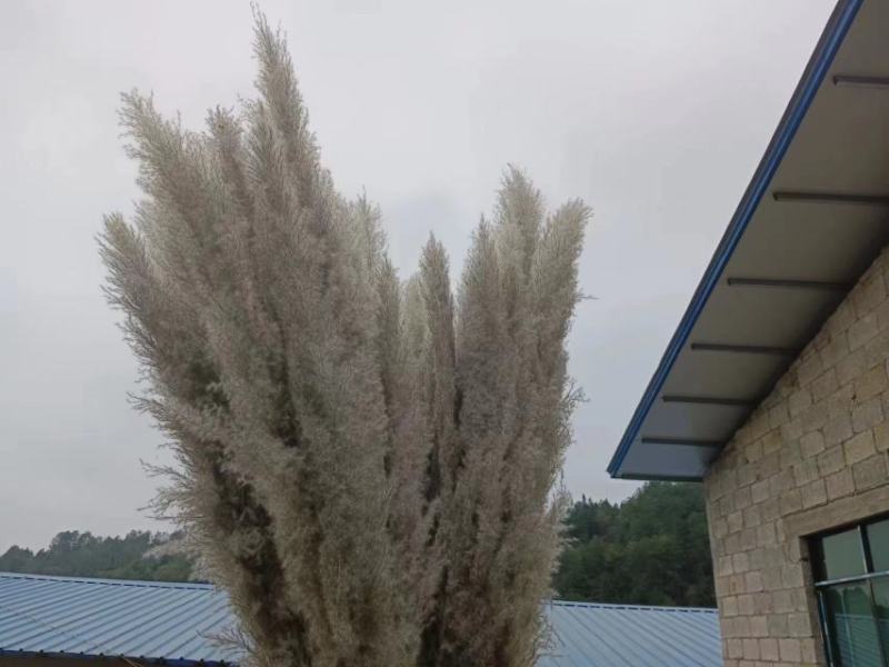 芦苇干花大量供应，货源充足产地直发诚信经营欢迎选购