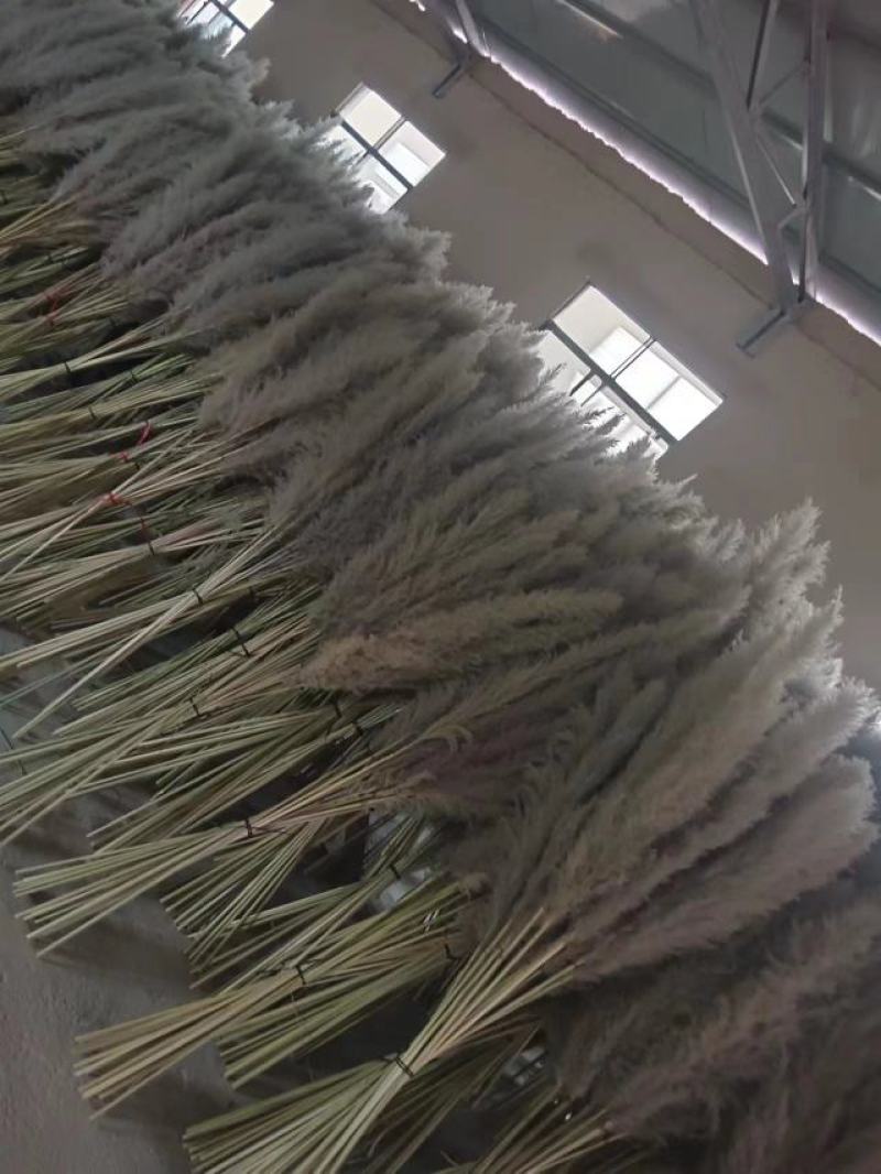 芦苇干花大量供应，货源充足产地直发诚信经营欢迎选购