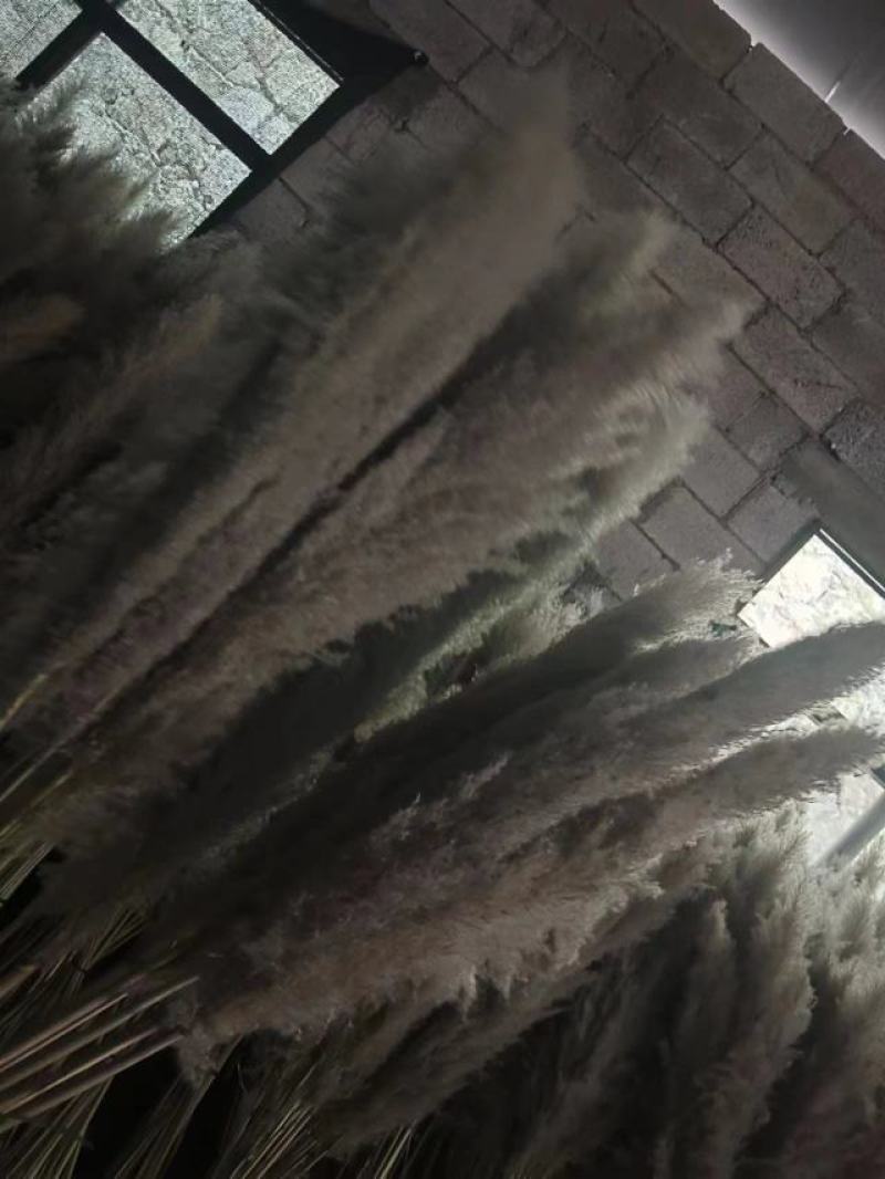 芦苇干花大量供应，货源充足产地直发诚信经营欢迎选购