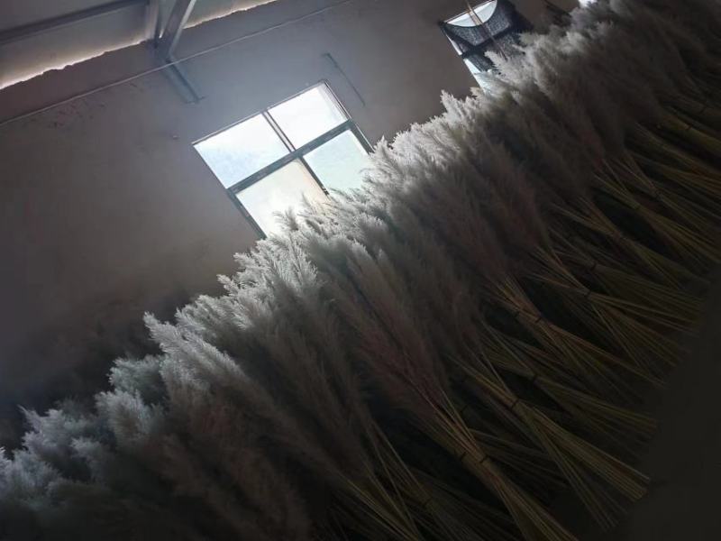 芦苇干花大量供应，货源充足产地直发诚信经营欢迎选购