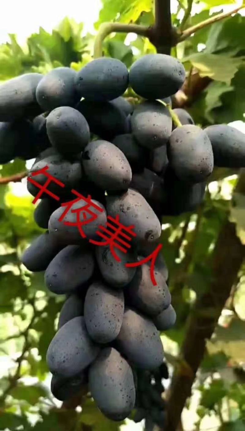 贝达跟嫁接藤稔葡萄苗30~50cm1年