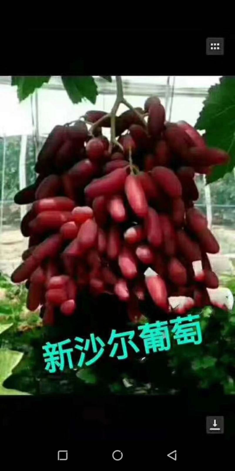 贝达跟嫁接藤稔葡萄苗30~50cm1年