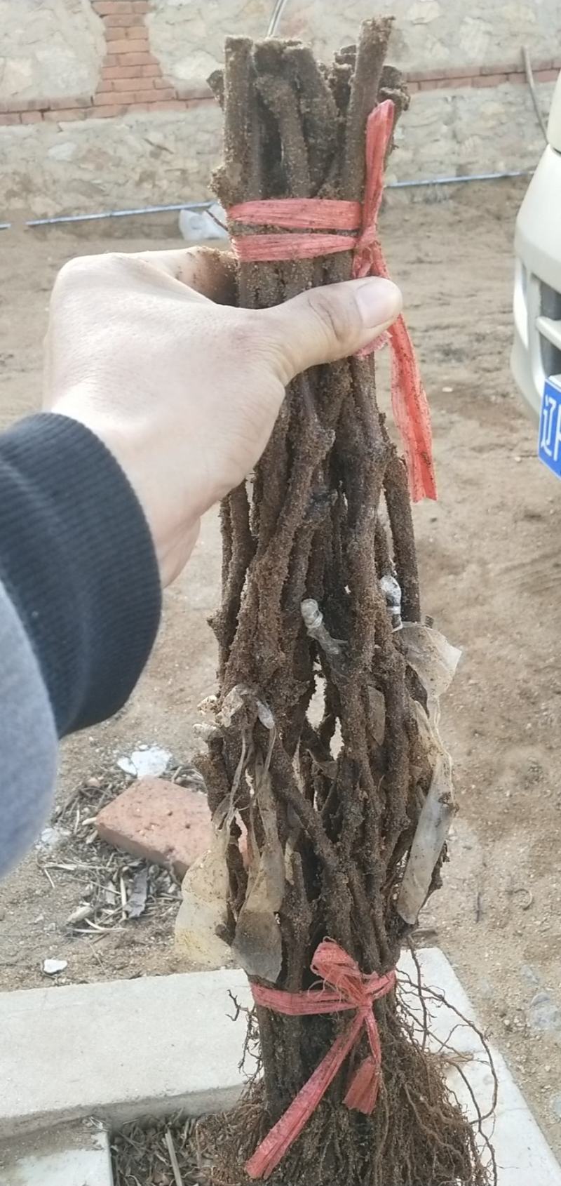 贝达跟嫁接藤稔葡萄苗30~50cm1年