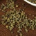 【吴茱萸】无硫小花吴茱萸500克袋装颗粒饱满包邮