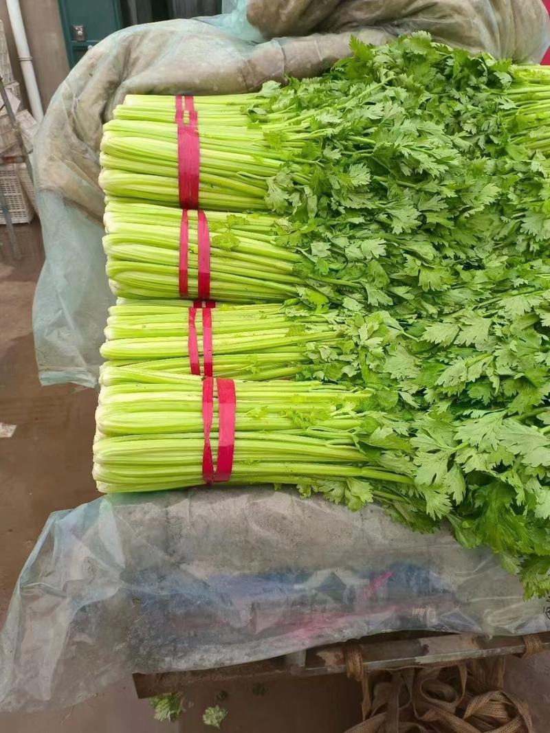 河北邯郸本地芹菜大量上市，价格美丽，质优量大！