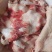 现货牛腩筋，精修去油一手货源质量保证价格实惠