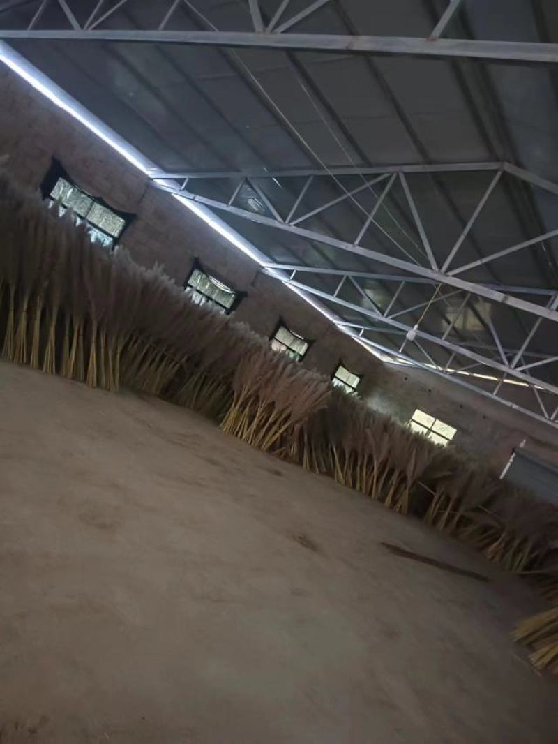 贵州干花芦苇大量供应，产地直发可视频看货量大优惠