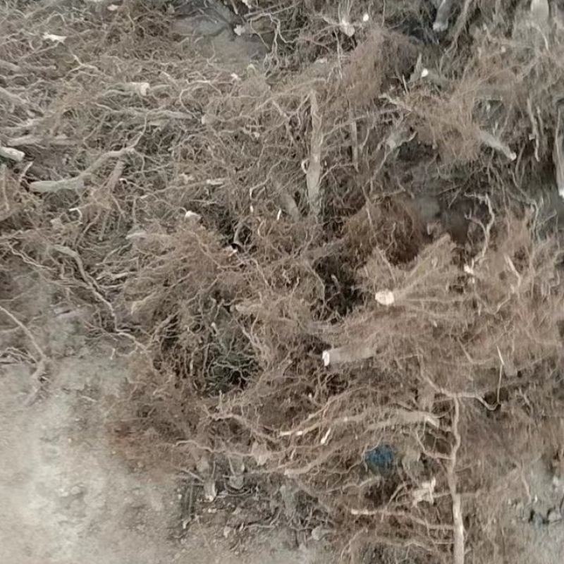 苏子根：本地传统特色农副产品