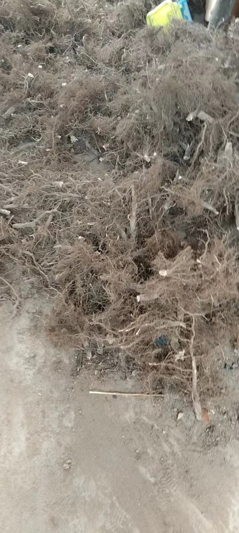 苏子根：本地传统特色农副产品