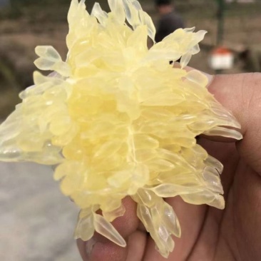 黄金贡柚