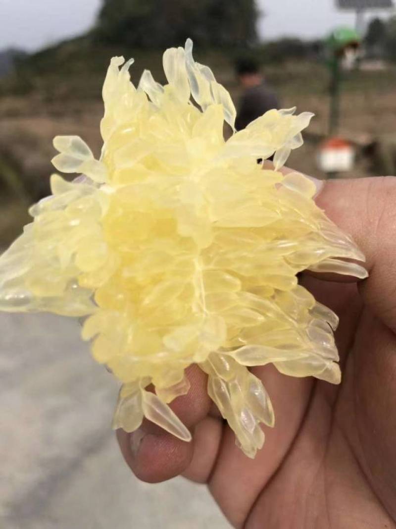 黄金贡柚