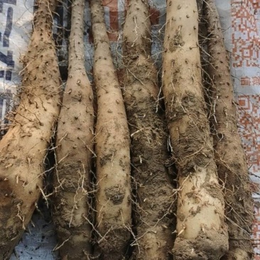 基地直供优质白玉豆苗，种豆，无中间商赚差价，适合大型农场