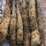 基地直供优质白玉豆苗，种豆，无中间商赚差价，适合大型农场