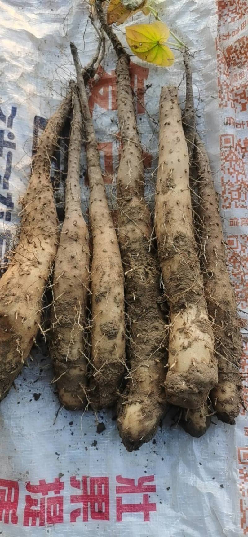 基地直供优质白玉豆苗，种豆，无中间商赚差价，适合大型农场