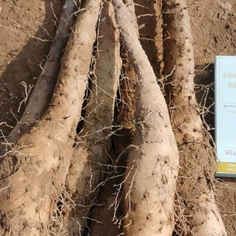 基地直供优质白玉豆苗，种豆，无中间商赚差价，适合大型农场