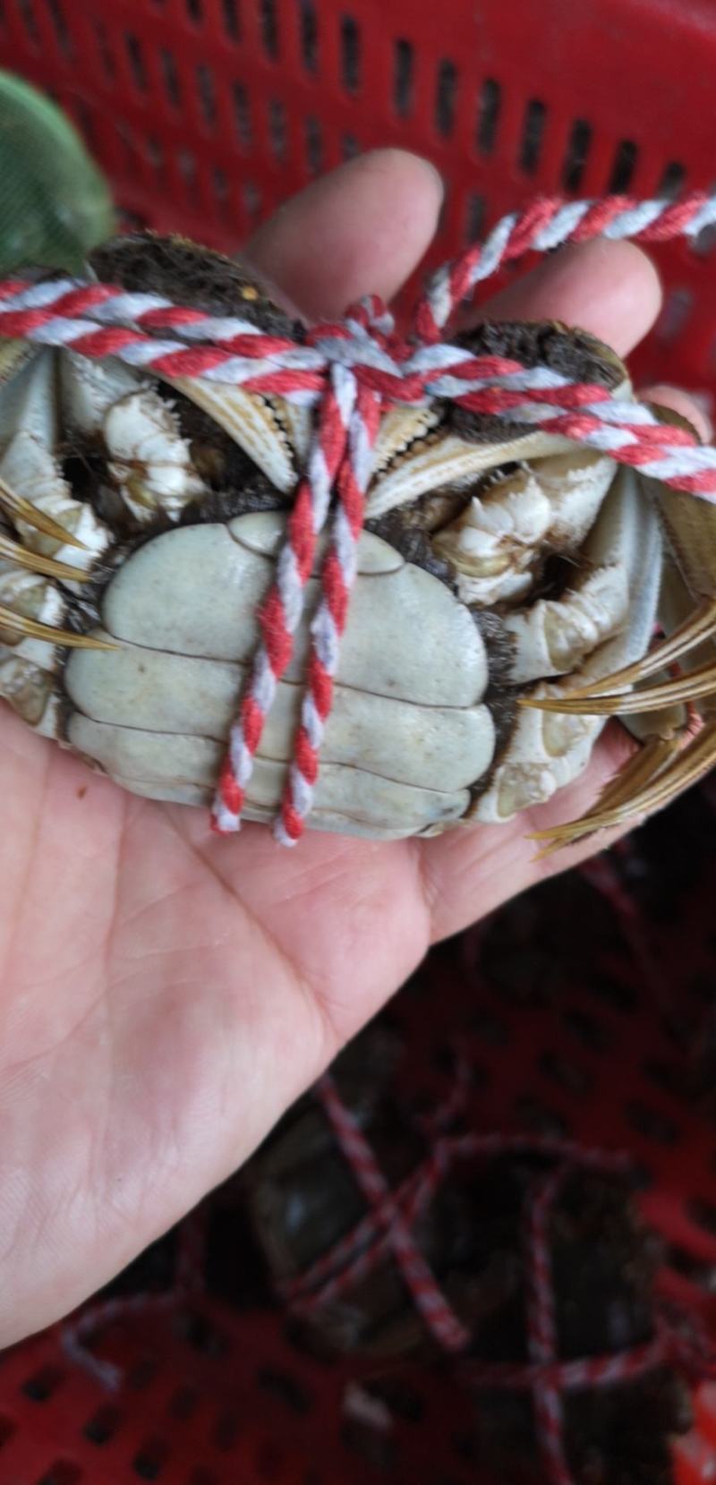 湖北精品洪湖大闸蟹，蟹黄多兴化包邮塘口直发物美价廉