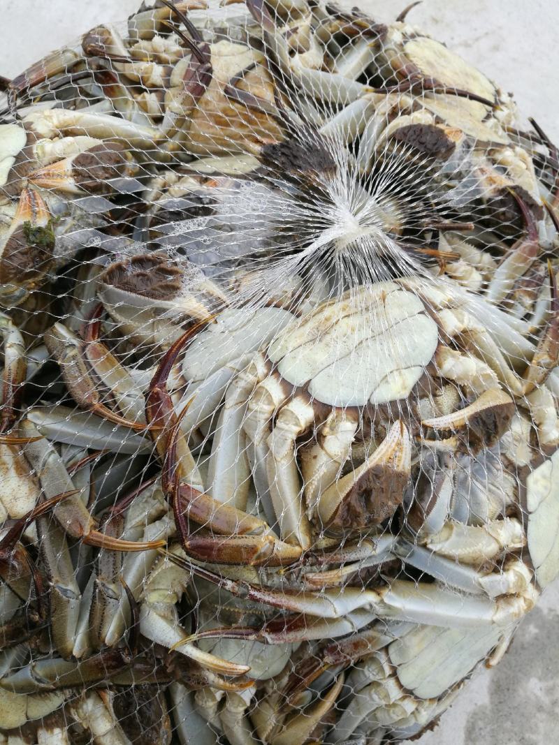 湖北精品洪湖大闸蟹，蟹黄多兴化包邮塘口直发物美价廉